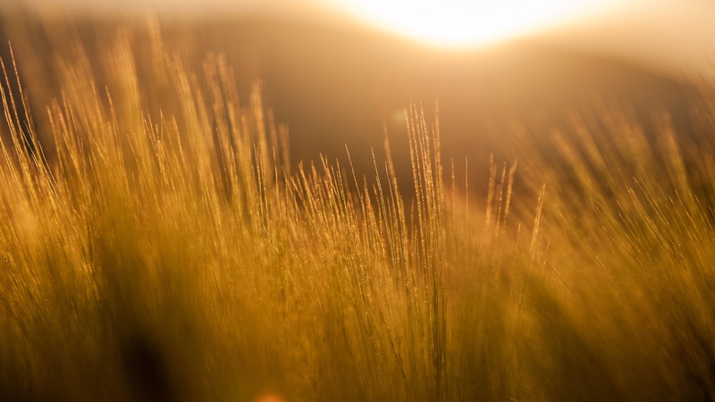 field, nature, beauty in nature, sunbeam, filter, landscape, gold colored, sun rays, cereal plant, focus, agriculture, 4K, sun, backgrounds, summer, lights