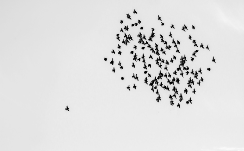 transportation, on the move, low angle view, beauty in nature, flock of birds, vertebrate, animal themes, series of the dance, bird, flock, 5K, self employed