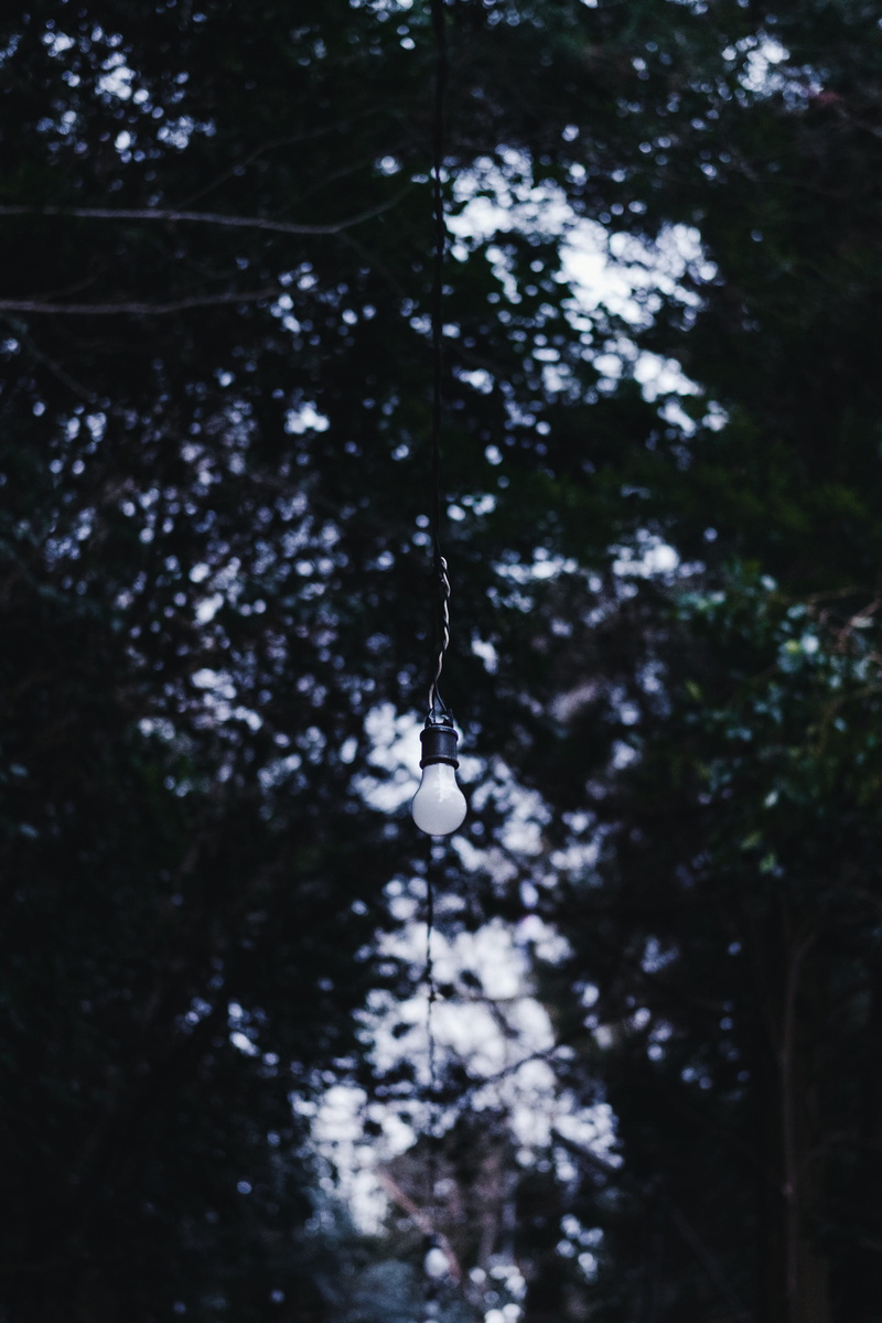day, sphere, branch, no people, sheet music, lightbulb, lighting equipment, focus on foreground, electric lamp, bird feeder, gong, illuminated, hanging