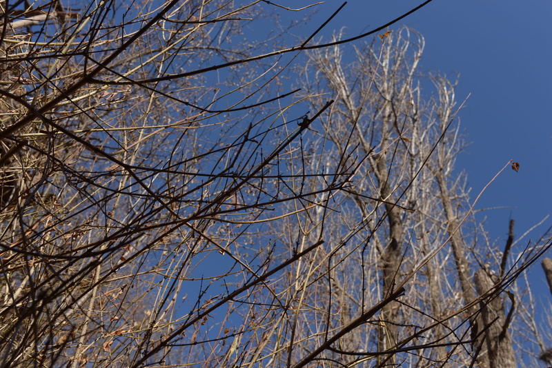 5K, branch, sunlight, tranquility, abies, birch, accipiter, dead plant, utility pole, grass, blue, plant, low angle view, outdoors, tree trunk, no people