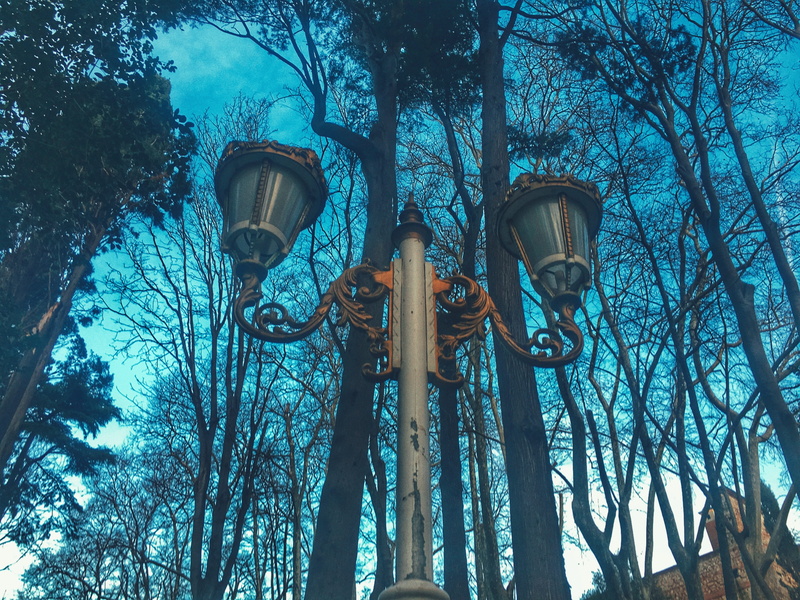 Tree, branch, Bulb, turquoise, sky, building, lampshade, growth, lamp, low angle view, outdoors, forest, no people, flower, lamp post, symbol, blue, 4K