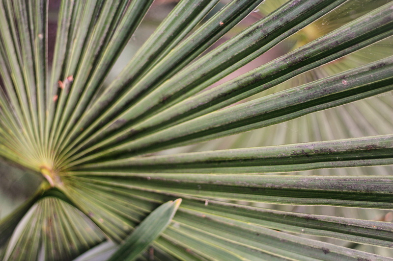 nature, no people, green color, close-up, droplet, full frame, plant part, mammal, agavaceae, green, animal, vegetation, tropical climate, beverage, pattern