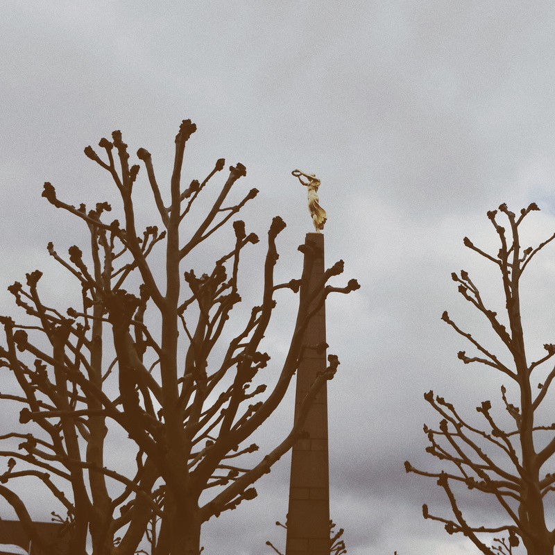 animal, column, pillar, symbol, 2K, lamp post, botany, obelisk, cloud - sky, close-up, low angle view, tranquility, cloudy, growth, building, sky, bare tree