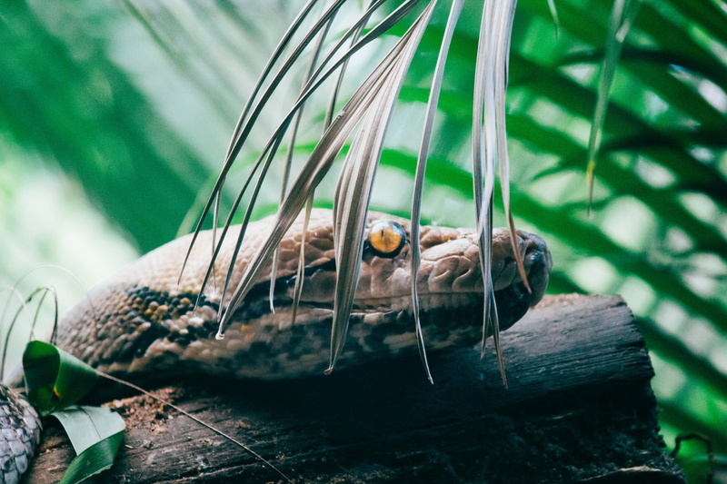 animal, vertebrate, 5K, reptile, anthus, calm, animals in the wild, plant, wood, leaf, eyes, close-up, water, no people, palm tree, black, nut, arecaceae