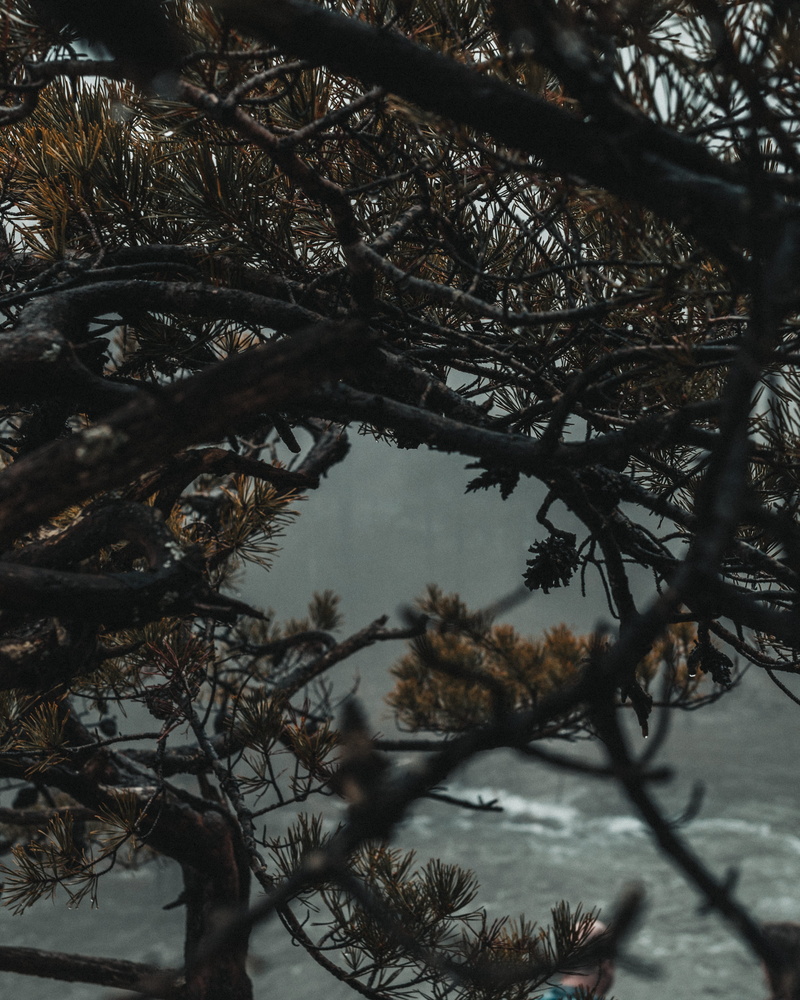 night, space, abies, lamp post, branch, growth, pine, animal, astronomy, tranquility, tranquil scene, bird, plant, conifer, low angle view, land, focus on foreground
