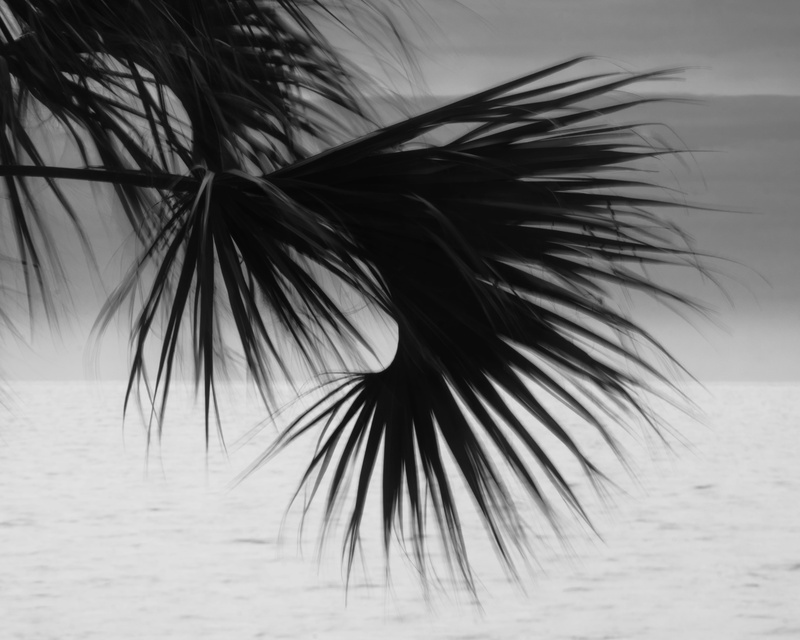 leaf, sunlight, roof rack, symbol, beach, nature, animal, tranquility, coconut palm tree, fragility, palm leaf, palm, no people, beside, selective focus
