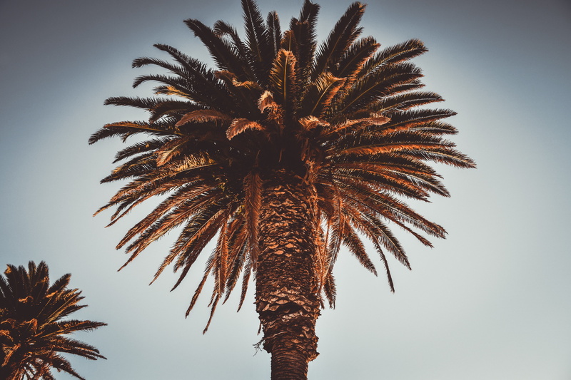 spider, palm, vegetation, 5K, amusement park, brown, tropical climate, angle, nature, scenics - nature, flare, ferris wheel, clear sky, low, outdoors