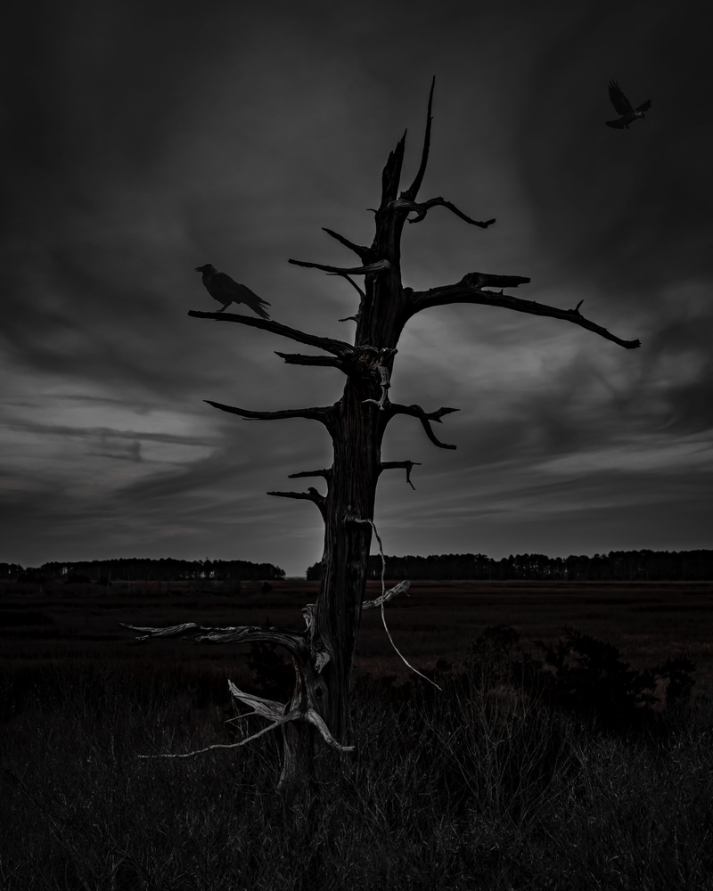 weather, silhouette, nature, bare tree, cross, grassland, tree, plant, non-urban scene, dead plant, cloud - sky, remote, animal, outdoors, tree trunk, beauty in nature