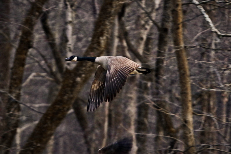 5K, slate, animal wildlife, flying, nature, beauty in nature, goose, wall, teal, tree, booby, animal themes, stone wall, animals in the wild, day, animal