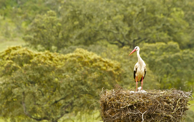 Chicks, socket, 4K, bird, stork