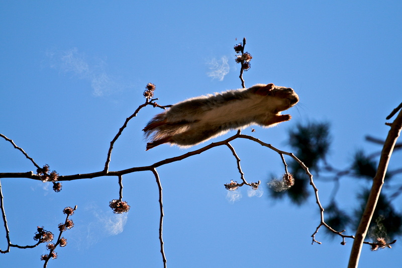 oak, conifer, pine, mammal, bird, oslo, animals in the wild, primate, branch, brown, squirrel, jumping, 2K, sky, blossom, day, no people, low angle view