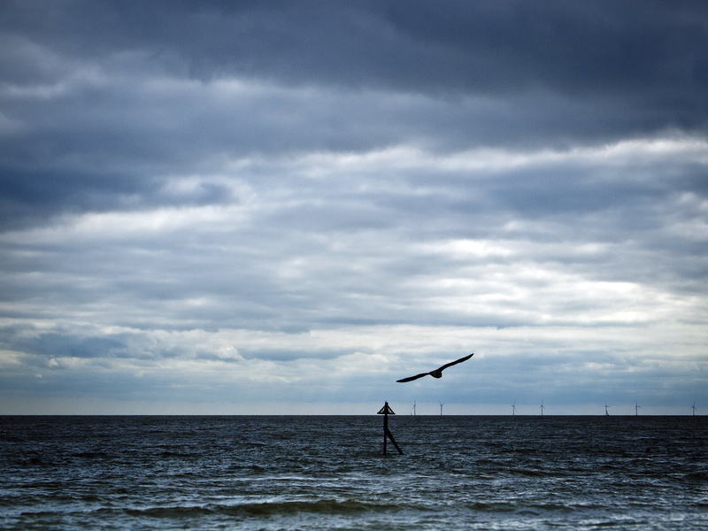 sky, cloudy, black, sunset, cloud - Sky, horizon, ocean  water, blue, water, turbines, clouds, bird, flying, 1080P, gull, Flying Home, black bird, Olympus E-P1