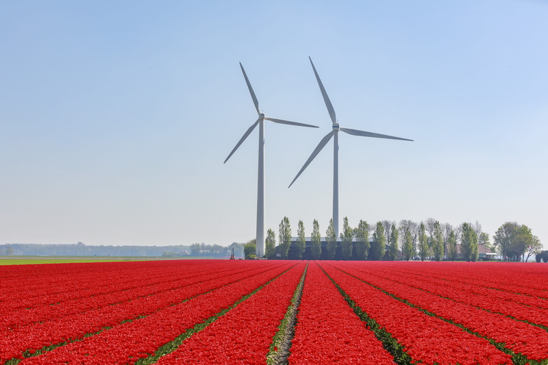 pottery, growth, wind power, red, nature, land, alternative energy, wind turbine, lelystad, plant, environment, flowerfield, geranium, fuel and power generation