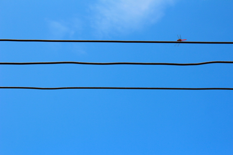 dragonfly, low angle view, outdoors, clear sky, nature, electricity, copy space, fuel and power generation, blue, day, strommast, telephone line, wire