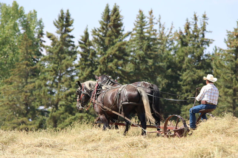 animal, hay, draft team, vertebrate, farmer, grass, horse, horses, plant, pets, day, animal wildlife, north dakota, one person, usa, working animal, field
