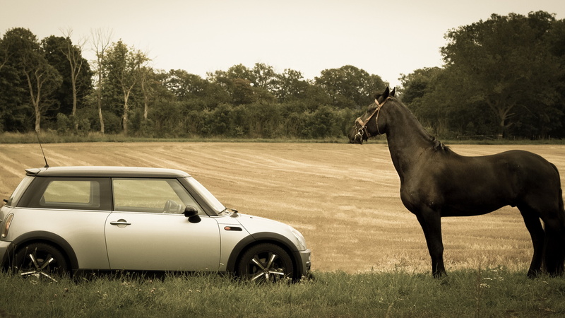 4K, field, herbivorous, animal, animal themes, nature, domestic animals, mini cooper, vehicle, mammal, animal wildlife, pets, car, horsepower, transportation