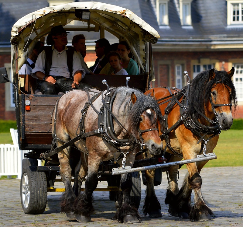 horse, working animal, mode of transportation, domestic animals, workhorse, outdoors, befordern, mammal, passengers, work harness, animal wildlife, carriage ride