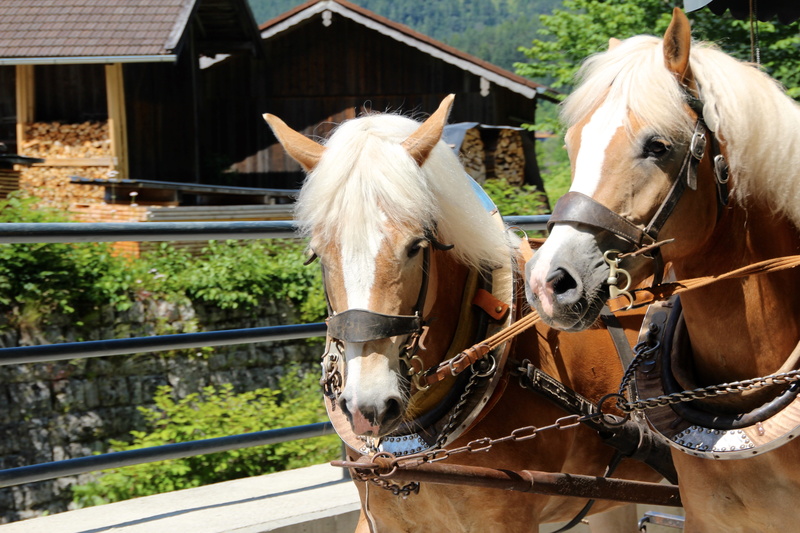 horsepower, two animals, livestock, animal, draft horses, 5K, bridle, animal themes, coach, no people, animal head, herbivorous, outdoors, horses, vertebrate