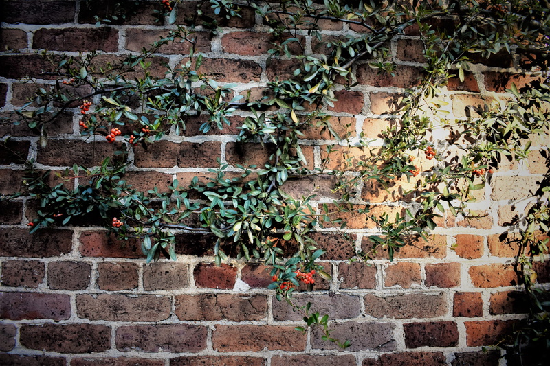 plant, stone wall, plants, ivy, brick wall, built structure, outdoors, 5K, beauty in nature, south carolina, plant part, charleston, berry, leafed, wall - building feature
