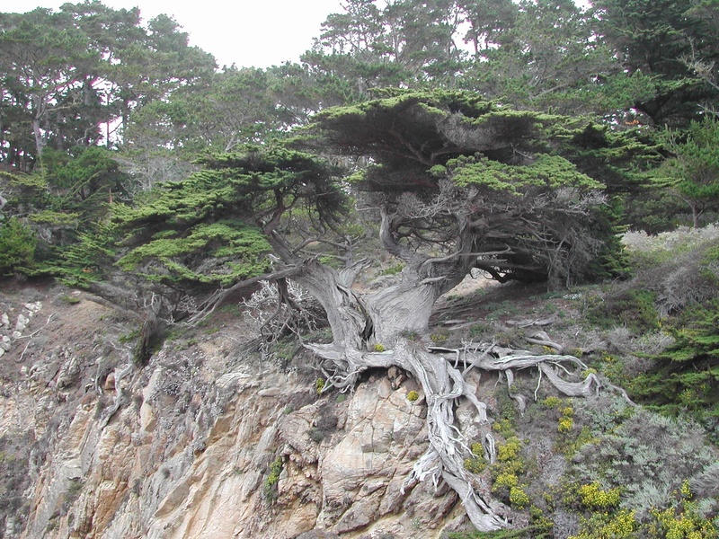 tranquility, no people, coast, rock formation, rock, plant, coastline, nature, forest, rock - object, non-urban scene, exposed, mountain, 1080P, environment