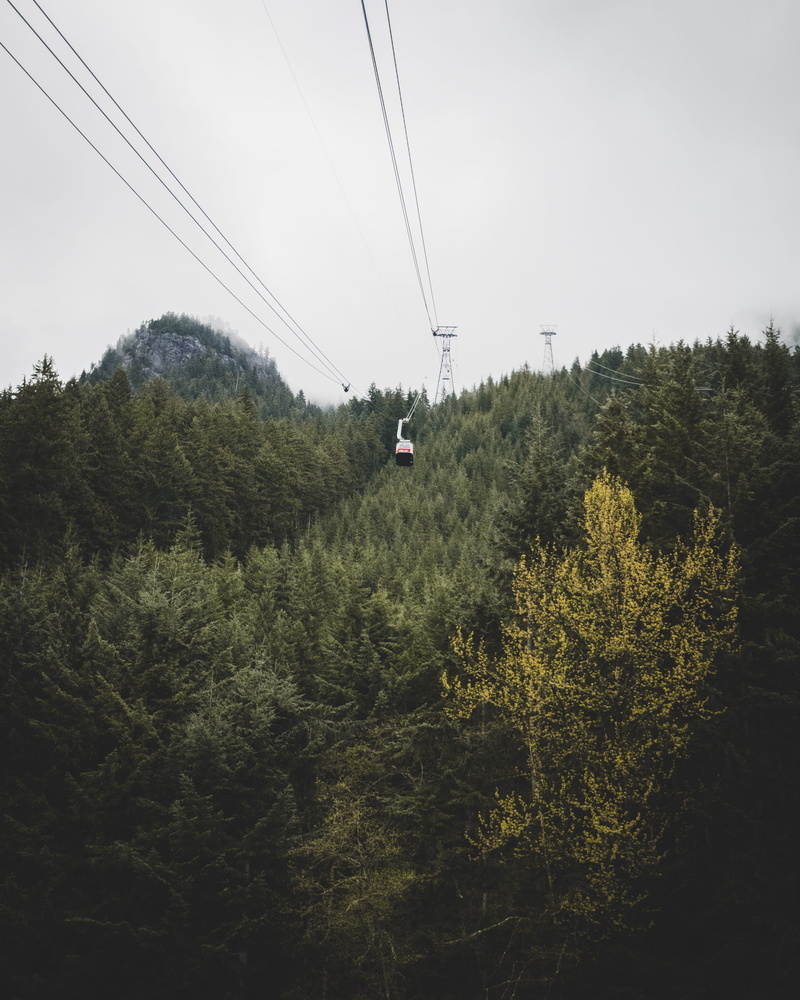 rope, nature, transportation, growth, larch, green color, 4K, car, overhead cable car, pine, slope, fir, conifer, day, electricity, sky, plant, power line
