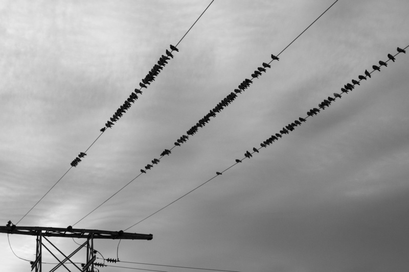 animal, electric, electrical line, vertebrate, murder, sky, animal wildlife, birds, telephone line, nature, cable, lot, 4K, technology, flock, large group of animals