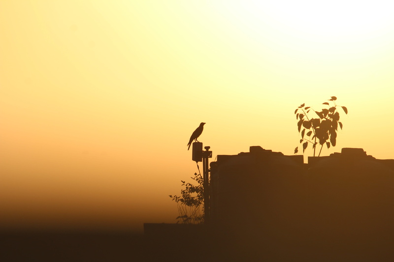 city, silhouette, orange color, plant, over exposed, tree, architecture, clear sky, outdoors, sunset, exposed, growth, copy space, sunkissed, built structure