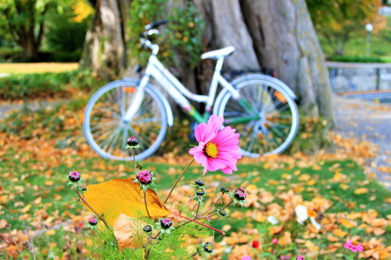outdoors, park - man made space, tree, land vehicle, flower, focus, no people, purple, wheel, freshness, land, plant, cosmos, vulnerability, nature, surrounded by nature