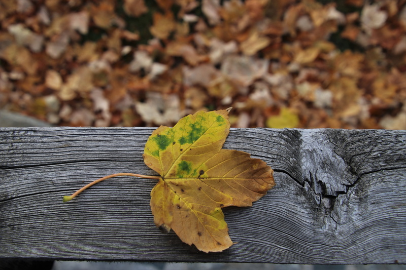 wooden, oct, maple leaf, plant, textured, nature, wooden beam, wood - material, yellow, day, foliage, 5K, falling, vulnerability, no people, change, bark