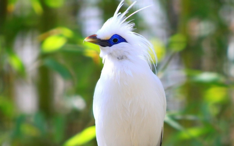 720P, birds, Bali, starling