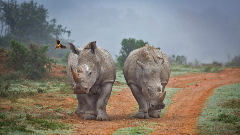 South Africa, Amakhala Game Reserve, Rhino, 1080P, buff Starling