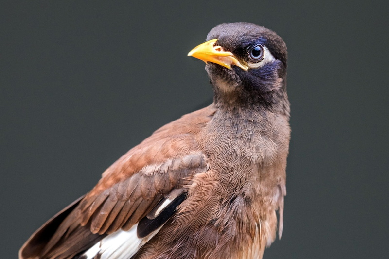 tropical, thai starling, myna, animal head, side view, close-up, asia, starling, animal themes, profile view, animal body part, nature, thai, one animal