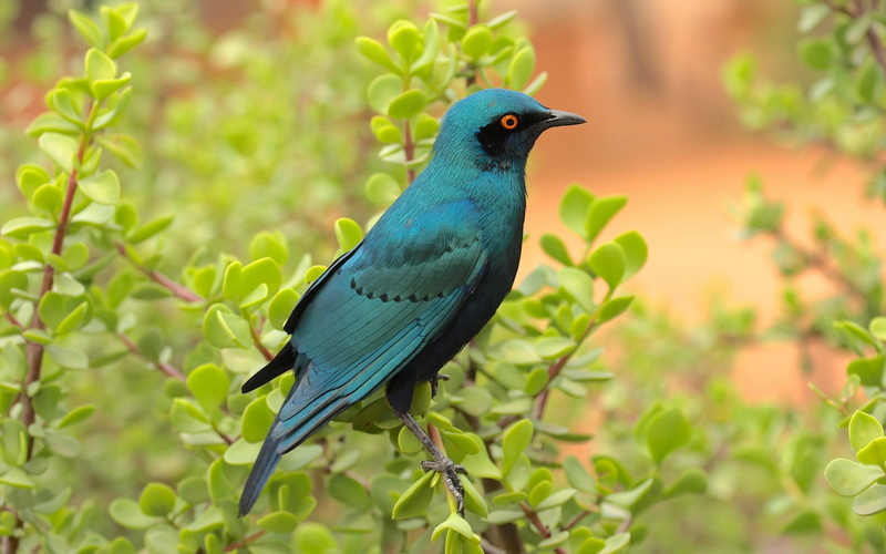 daytime, photography, day, le, outdoors, one animal, selective, focus on foreground, beauty in nature, vertebrate, Birds, green, branches, little, tree