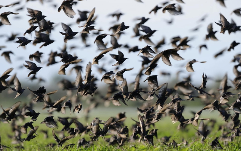 starlings, 1080P, flock, animals, bird, animal