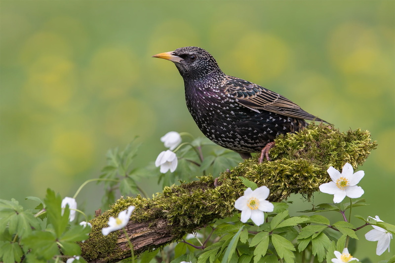 bird, flowers, background, Starling, 1080P