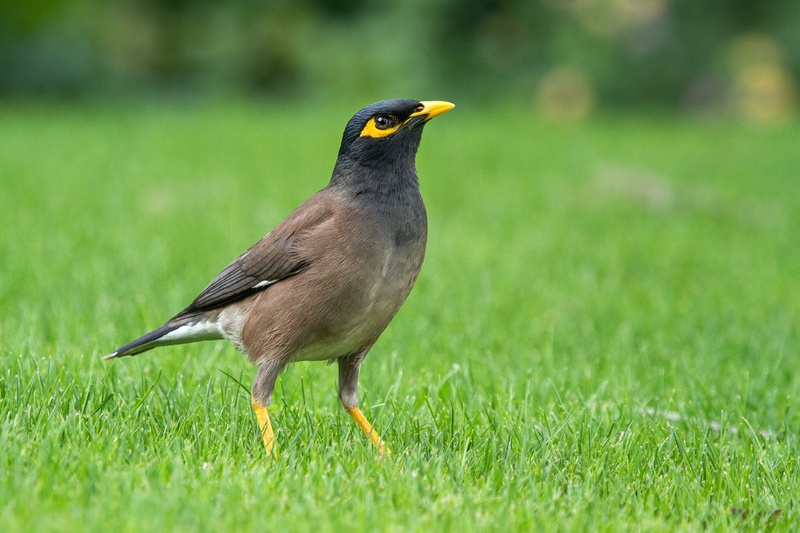 land, acridotheres tristis, selective focus, outdoors, bird, outdoor, 2K, brown, animal themes, sturnidae, field, standing, focus on foreground, grass
