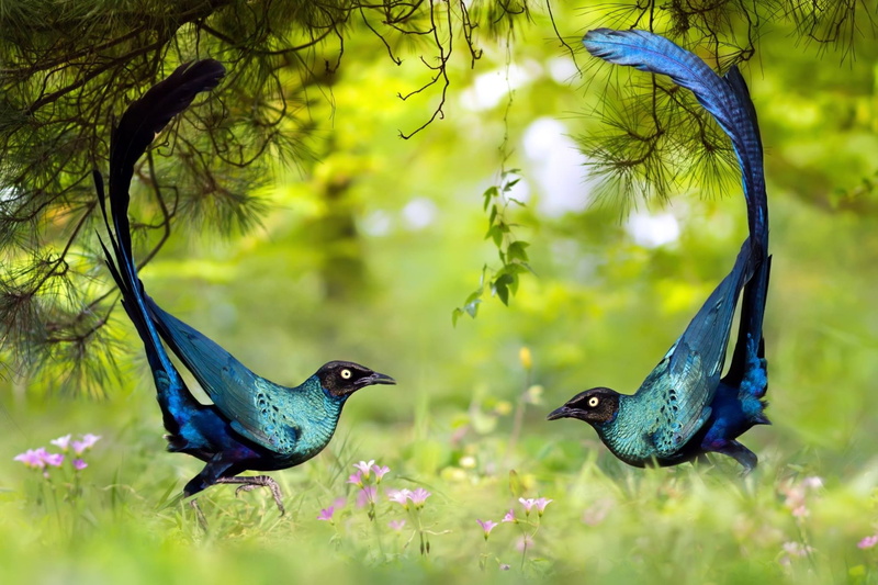 starling, 1080P