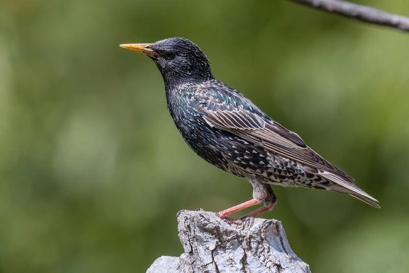 Starling, birds, stump, 1080P