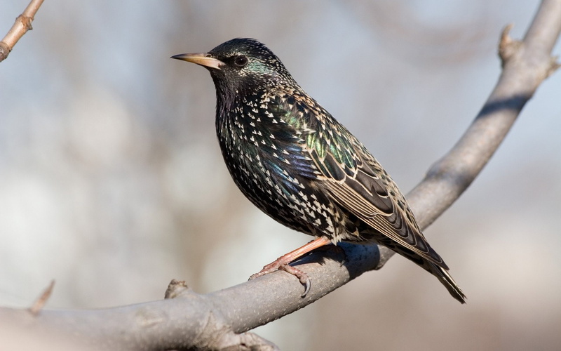 Birds, Bird, Starling, 1080P