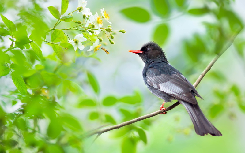 Starling, Bird, Birds, 1080P