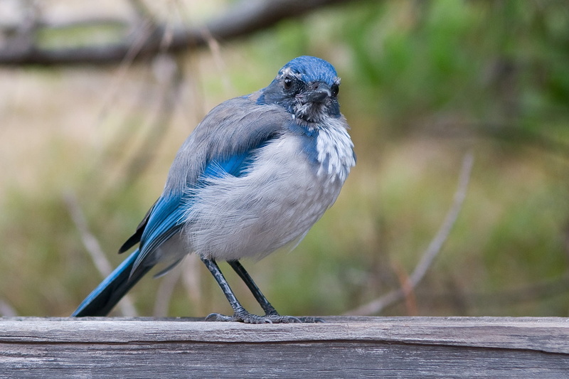 focus on foreground, animal body part, animals in the wild, wooden, starling, perching, people, wild, tree, scrub, full length, outdoors, animal wildlife