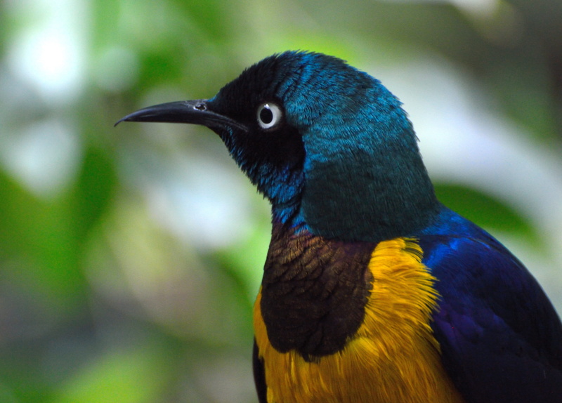 colorful, outdoors, profile view, blue-green-yellow, exotic, brown bird, blue, bird, one animal, animal themes, day, animal body part, close-up, wildlife
