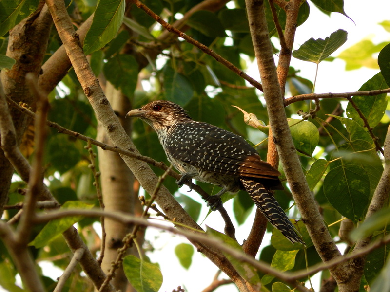 animal, feather, top, outdoors, plant part, green, animal themes, brown, cuckoo, animals in the wild, leaf, female, one animal, starling, wildlife, wild