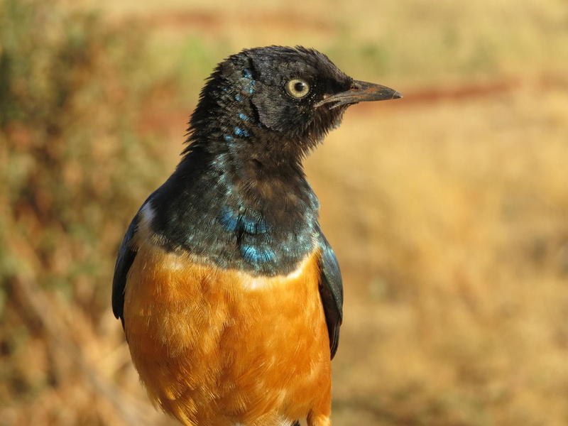 day, Orange, land, Starling, field, close, colorful, 1080P, Feather, no people, Fly, looking away, one animal, profile view, wildlife, black color, vertebrate