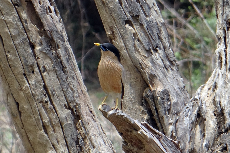 day, 1080P, tree, animals in the wild, india, animal, plant, textured, bird, perching, heron, animal wildlife, animal themes, vertebrate, brahminy starling
