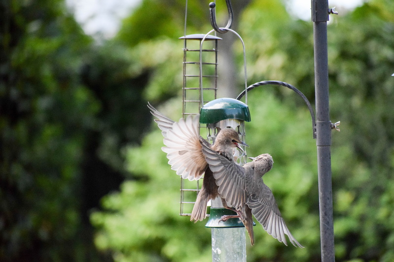 day, 5K, bird flight, animal, tree, animals in the wild, young starling, nature, animal themes, bird, bird feeder, birds fight, flying, focus on foreground