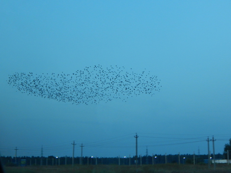 birds, sky, bird, cable, power supply, blue, animals in the wild, group of animals, animal wildlife, outdoors, technology, mid-air, flying, animal themes