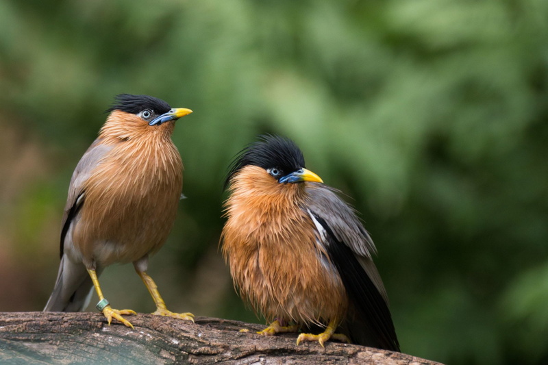 Colorful, Starling, Animal, Birds, 1080P, Bird