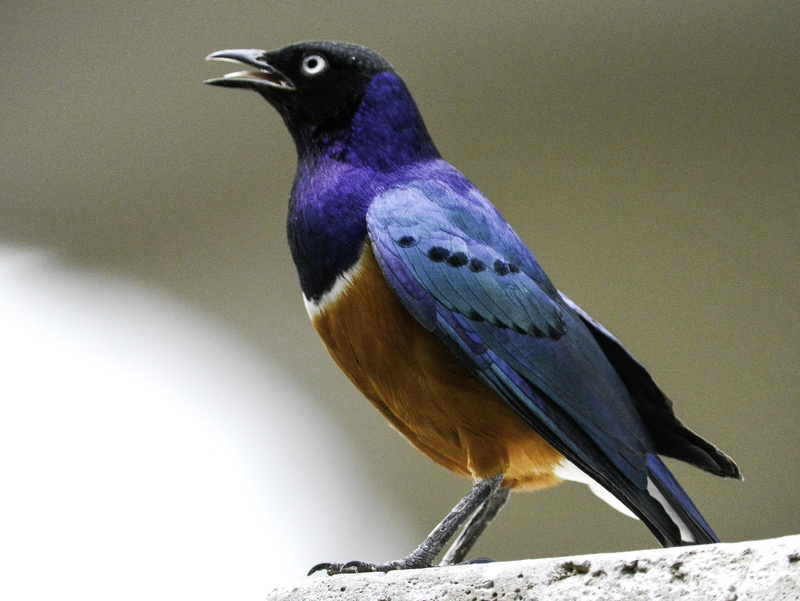 superb, shallow, Superb Starling, starling, bird, focus, brown, blue, wildlife, lock, photography, nature, animals In The Wild, bird Watching, feather