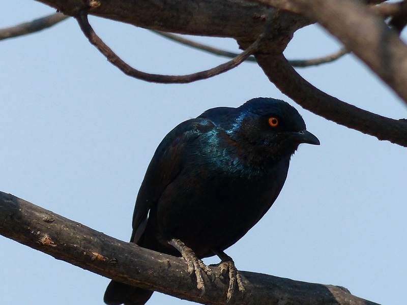animal, no people, plant, bird, blue, tree, black color, animal themes, perching, outdoors, day, animal wildlife, glossy-starling, one animal, vertebrate